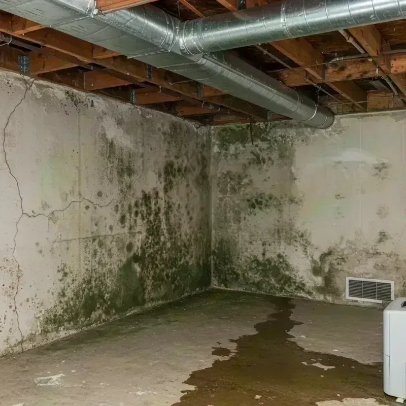 Professional Mold Removal in Boyle County, KY